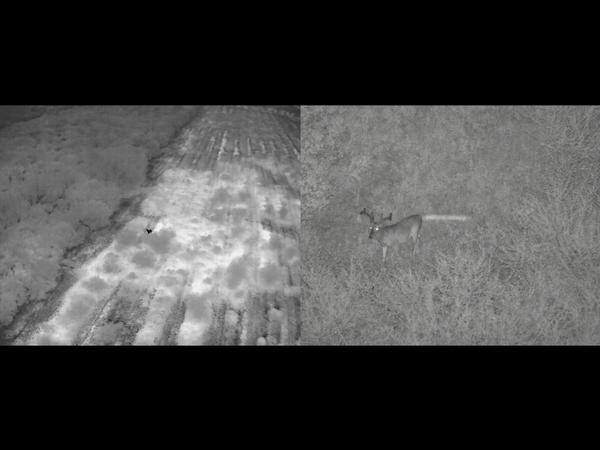 Thermal Drone Surveys