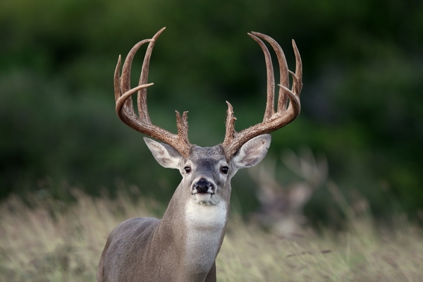 deer protein feed