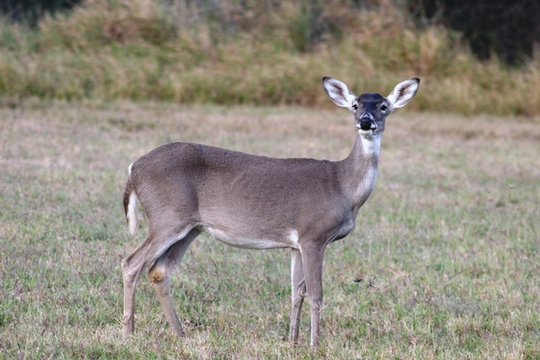 Do Old Whitetail Does Go “Dry?”