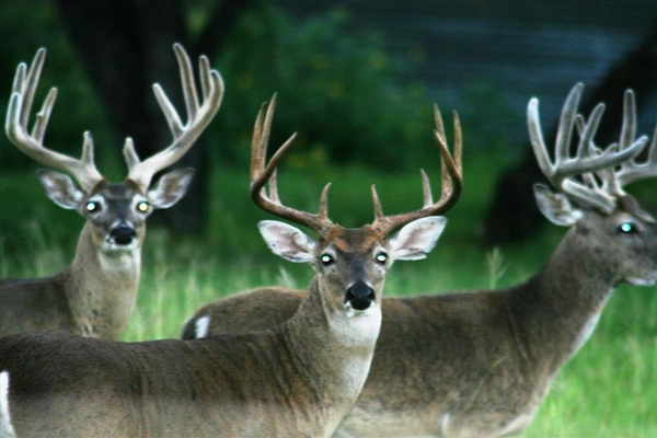 Antler Growth For Beginners