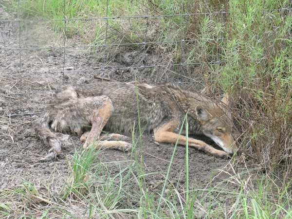 How To Make A Dirt Hole Set: Trapping Coyotes (video)