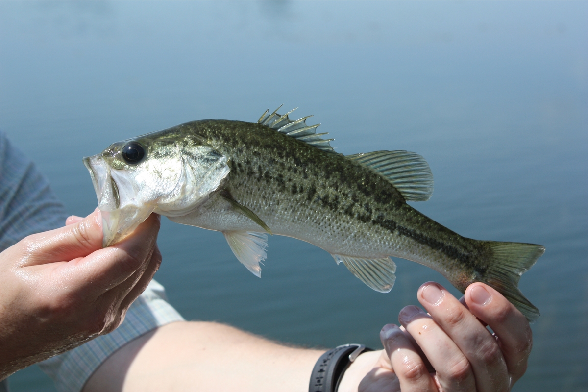 Fisheries & Wildlife Management in Texas, Pond & Tank Management