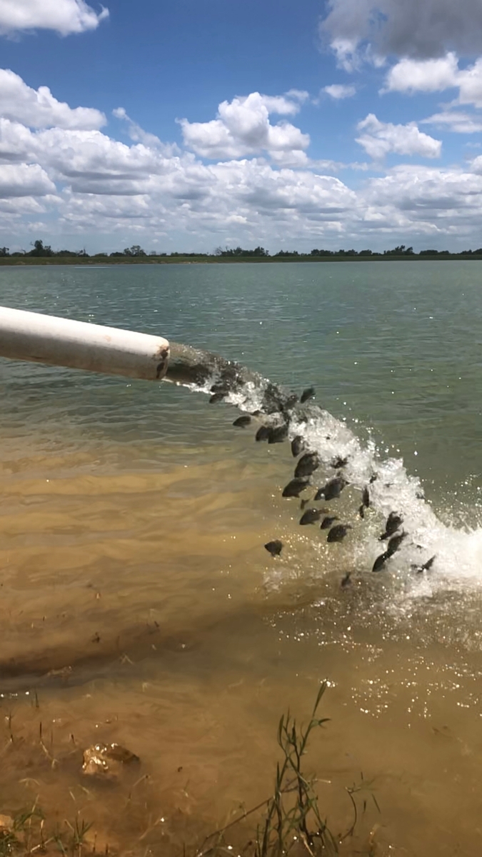 Fish Stocking Stocking fish using a fish cannon